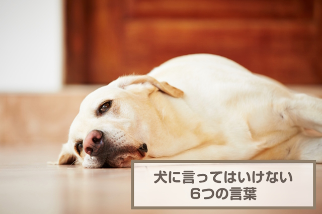 犬に言ってはいけない6つの言葉！やってはいけないNG行動も解説