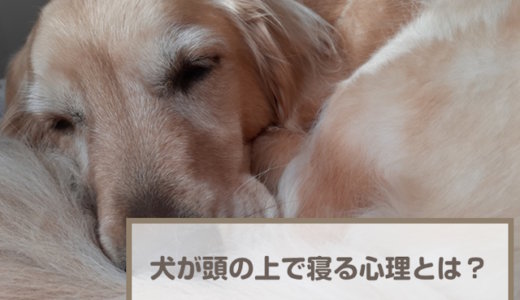 犬が頭の上で寝る理由・心理！近くで寝る理由や顔を近づけてくる心理を解説