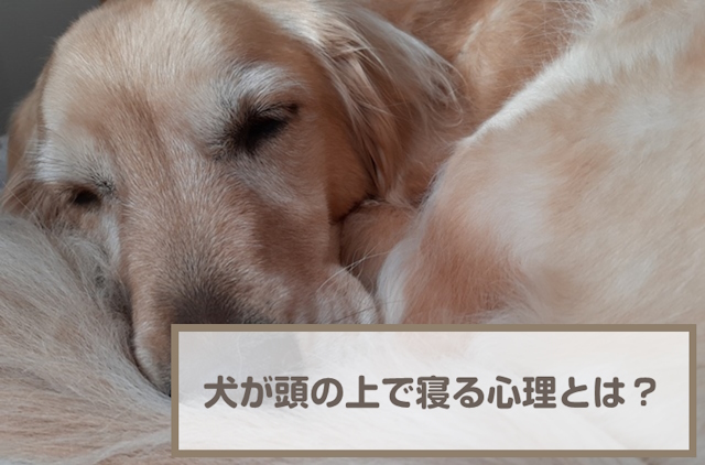 犬が頭の上で寝る理由・心理！近くで寝る理由や顔を近づけてくる心理を解説