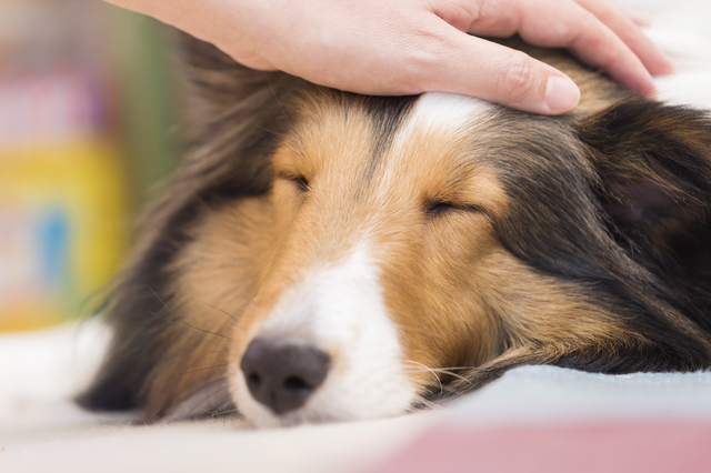 爆睡する犬