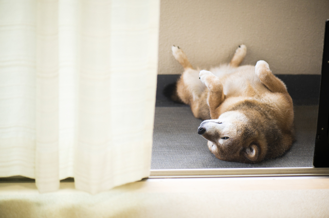 ベランダで寝る犬