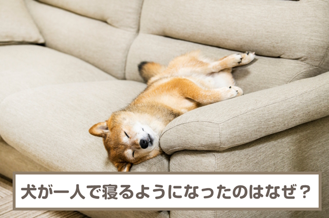 犬が一人で寝るようになったのはなぜ？心理は？一緒に寝る人は選ぶ？