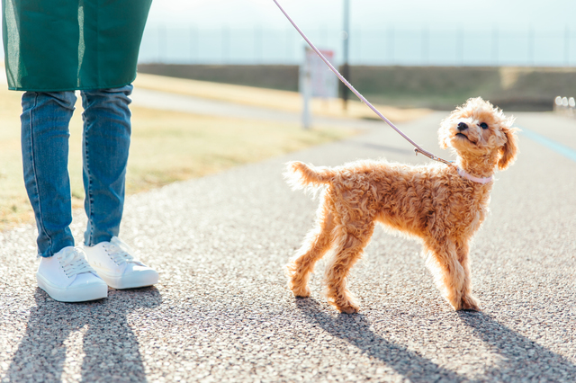 飼い主を見つめる犬