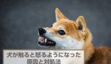 犬が触ると怒るようになったときに考えられる6つの原因！対処法も解説