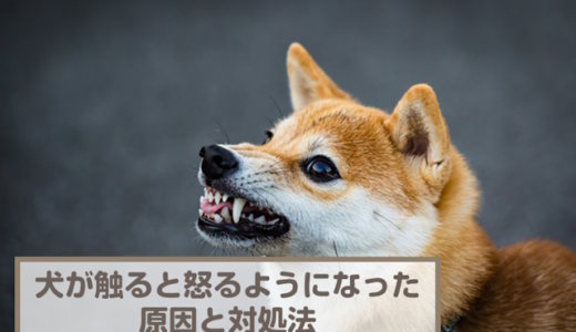 犬が触ると怒るようになったときに考えられる6つの原因！対処法も解説