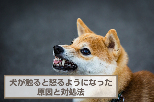 犬が触ると怒るようになったときに考えられる6つの原因！対処法も解説