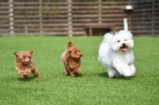 ドッグランで走り回る犬