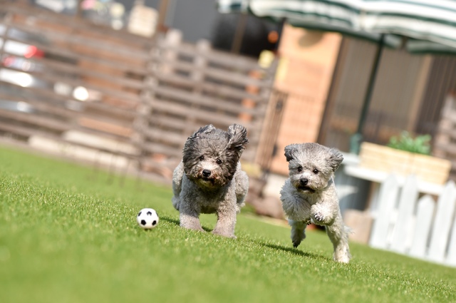 ドッグランで遊ぶ犬