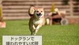 ドッグランで嫌われる犬種っているの？向かない犬や事件事例も解説