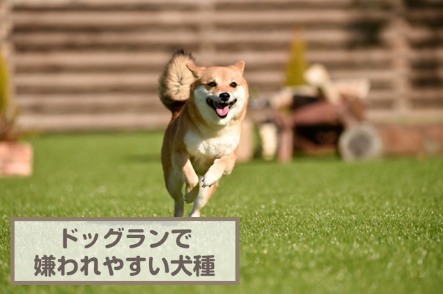 ドッグランで嫌われる犬種っているの？向かない犬や事件事例も解説