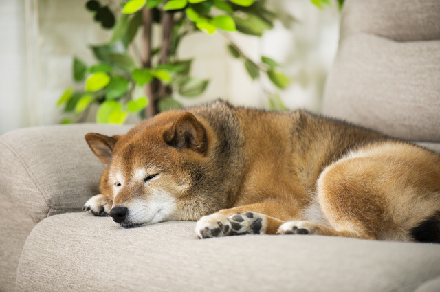 グッタリする犬