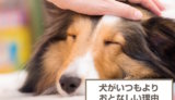 犬がいつもよりおとなしい理由のはなぜ？なんとなく元気がないワケは？