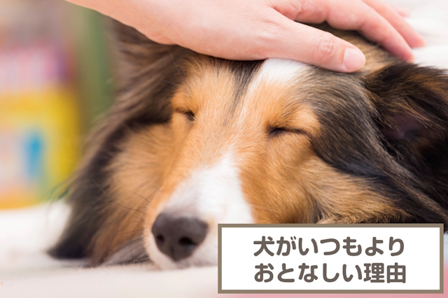 犬がいつもよりおとなしい理由のはなぜ？なんとなく元気がないワケは？