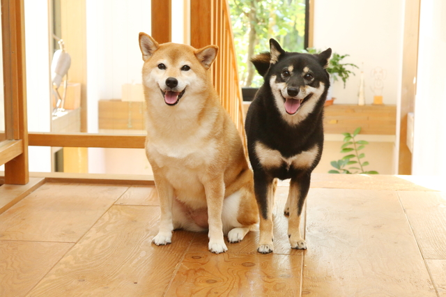 室内にいる犬