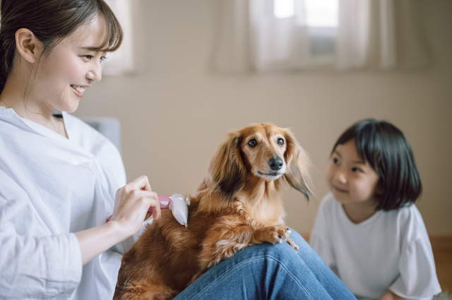 犬の毛のお手入れ