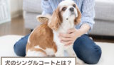 犬のシングルコートとは？小型犬～大型犬まで犬種一覧紹介