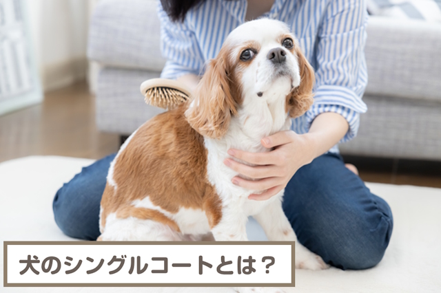 犬のシングルコートとは？小型犬～大型犬まで犬種一覧紹介