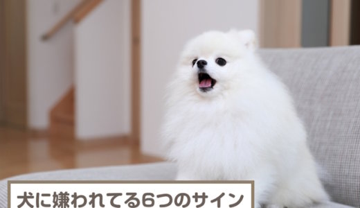 犬に嫌われてる恐れのある6つサイン！仲直りする方法も解説