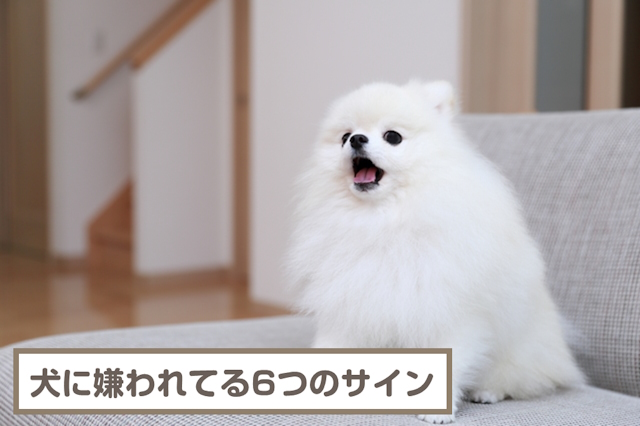 犬に嫌われてる恐れのある6つサイン！仲直りする方法も解説