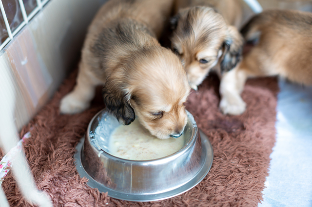 スープを食べる犬