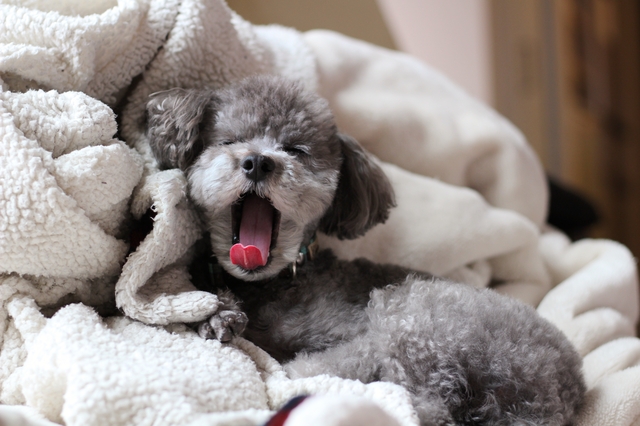 あくびをする犬