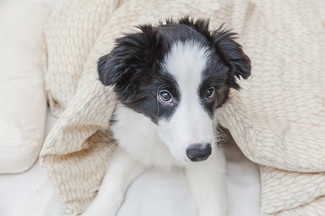 毛布を被っている犬