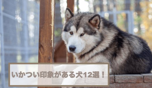 いかつい印象がある犬12選！それぞれの特徴も