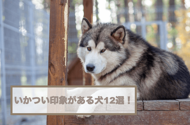 いかつい印象がある犬12選！