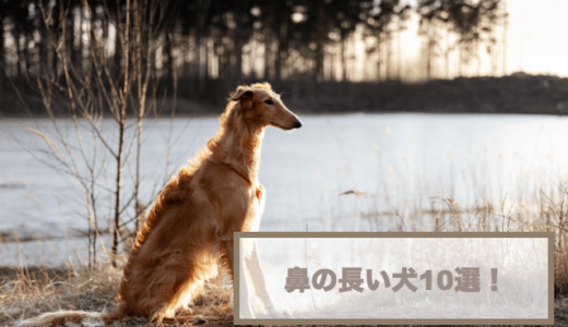 鼻の長い犬10選！犬の鼻の長さによる違いもご紹介