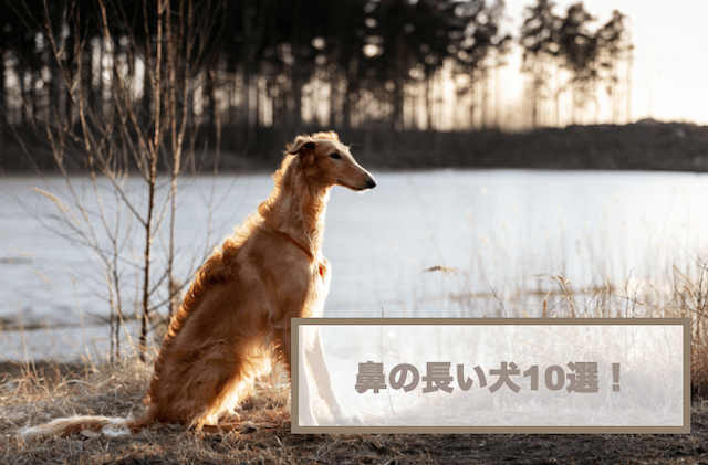 鼻の長い犬10選！犬の鼻の長さによる違いもご紹介