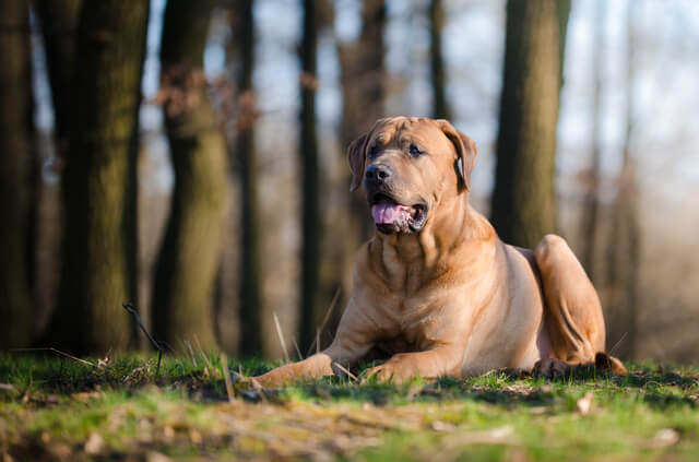 土佐犬