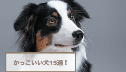 かっこいい犬15選！イケメンすぎる・シュッとした犬など