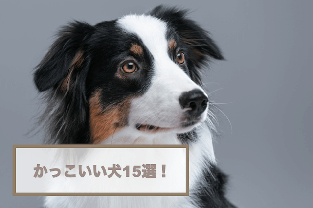 かっこいい犬15選！イケメンすぎる・シュッとした犬など