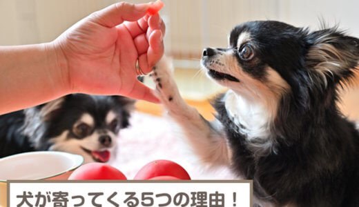 犬が寄ってくる5つの理由！知らない人になぜ？寄ってきてもらうには？