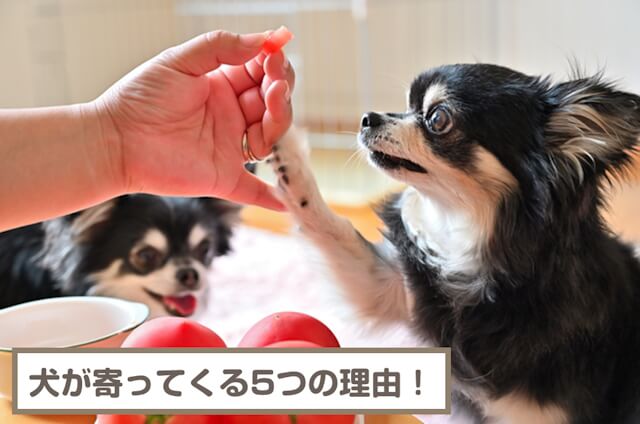 犬が寄ってくる5つの理由！知らない人になぜ？寄ってきてもらうには？