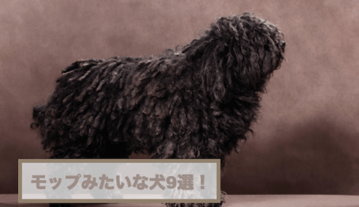 モップみたいな犬の名前は？モップ犬9選！