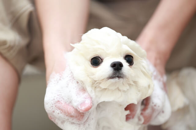 シャンプーされている犬