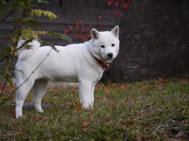 北海道犬