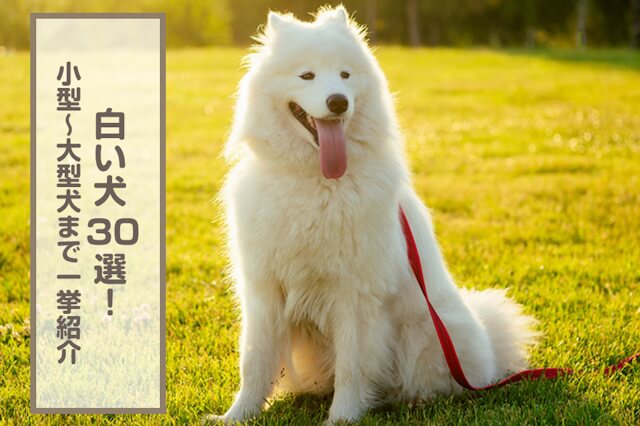 白い犬30選！小型犬・中型・大型・日本生まれ・もふもふを全部紹介