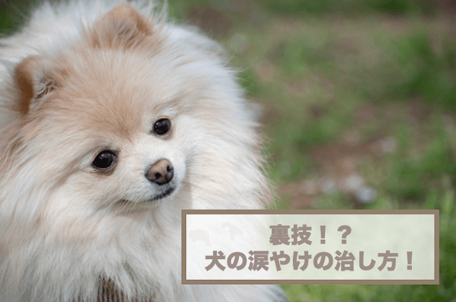 裏技！？犬の涙やけの治し方！お手入れ方法や対処法