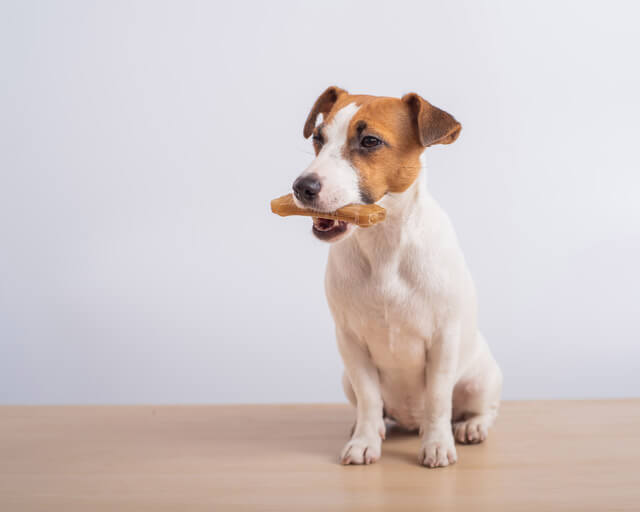 何かを咥える犬