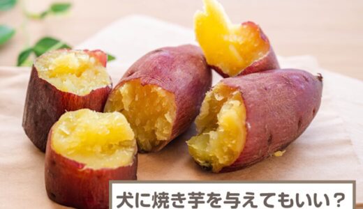 犬に焼き芋を与えてもいい？皮は？量や与え方を解説