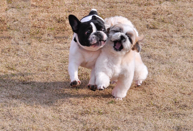 子犬と戯れるフレンチブルドッグ