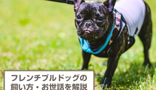 フレンチブルドッグの飼い方！性格、飼う前に準備すべきこと