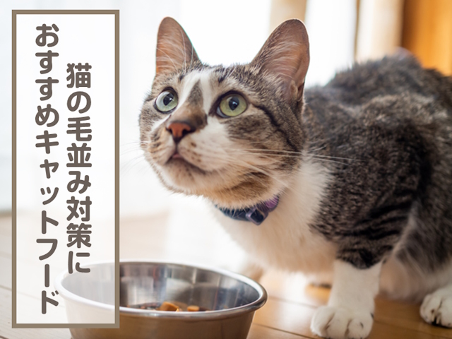 猫の毛並み対策におすすめのキャットフード7選！毛並みが悪い原因