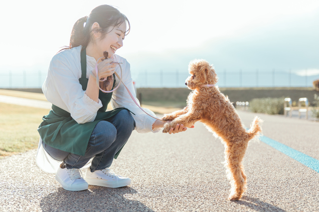 お手をする犬