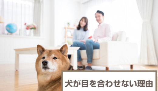 犬が人間と目を合わせない5つの理由！合わせるためのしつけ方