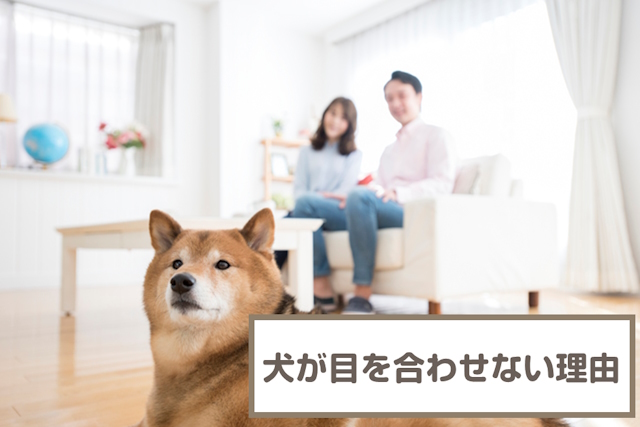 犬が人間と目を合わせない5つの理由！合わせるためのしつけ方