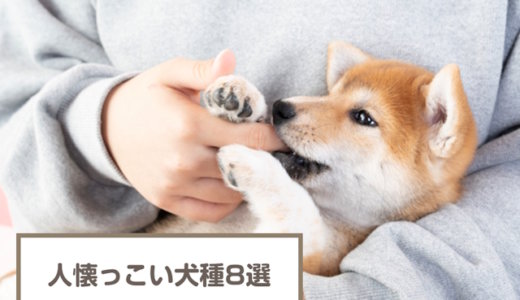 人懐っこい犬8選！なつく犬種！懐っこい理由