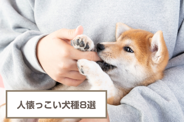 人懐っこい犬8選！なつく犬種！懐っこい理由